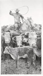 Cattleman on horseback with lasso surrounded by cows in a pen