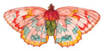 pink and orange butterfly