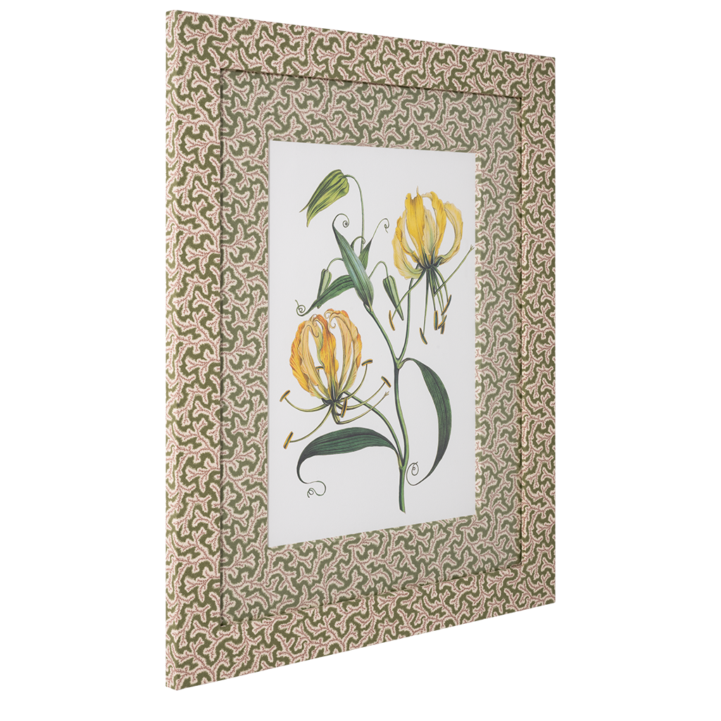 Gloriosa lily on Green Dulcie