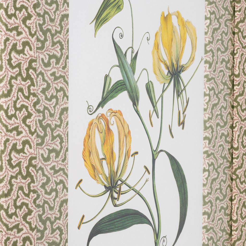 Gloriosa lily on Green Dulcie