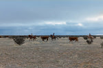 Wide landscape scene of a cowboy riding horses and herding brown cattle across a dry grassy plain under a cloudy blue sky.