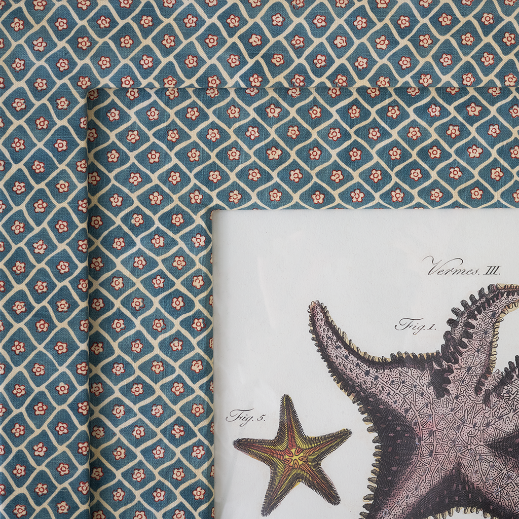 Starfish on Flora