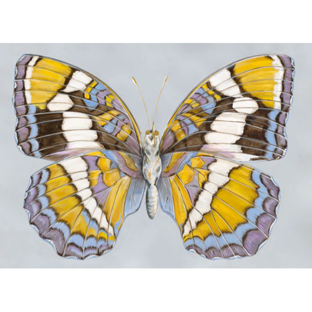 Butterfly, Yellow