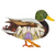 A stylized collage artwork of a mallard duck on a plain white background. The bird is constructed from patterned and textured pieces in green, brown, white, purple, yellow, orange, and black.