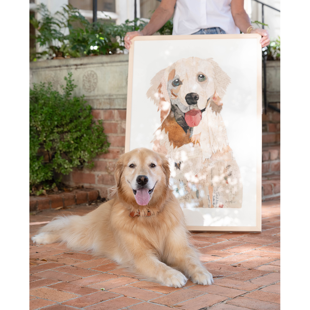 Golden Retriever Adult (1)