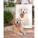 Golden Retriever Adult (1)