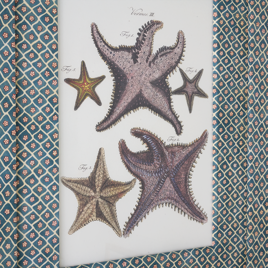 Starfish on Flora